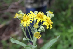 Jacobaea paludosa lanata