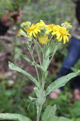 Jacobaea paludosa lanata