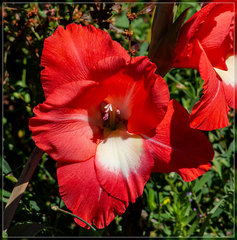 Gladiolus × hortulanus