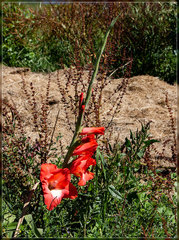 Gladiolus × hortulanus
