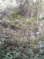 Cotoneaster bullatus