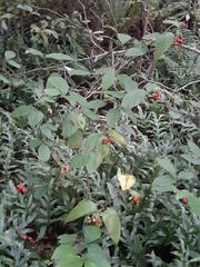 Cotoneaster bullatus
