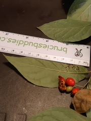 Cotoneaster bullatus