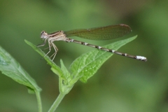 Argia rhoadsi