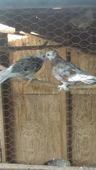 Columba livia domestica