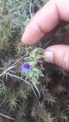 Lobostemon argenteus