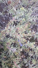 Lobostemon argenteus