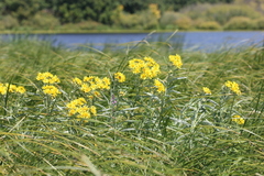Jacobaea paludosa lanata