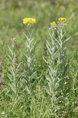 Jacobaea paludosa lanata