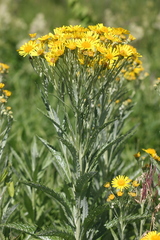 Jacobaea paludosa lanata