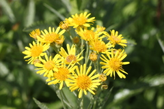 Jacobaea paludosa lanata