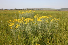 Jacobaea paludosa lanata