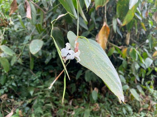 Donax canniformis (Donax canniformis)