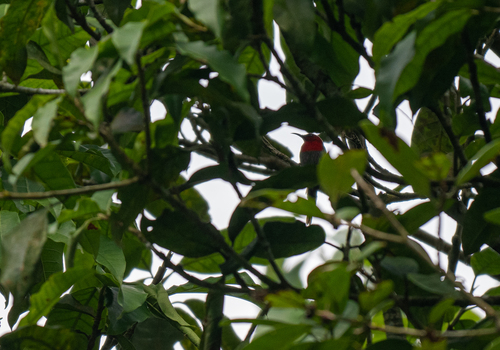 Javan Sunbird (Aethopyga mystacalis), photo 9