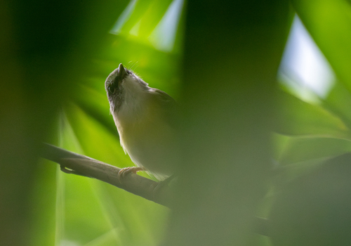 Yellow-bellied Warbler (Abroscopus superciliaris), photo 2