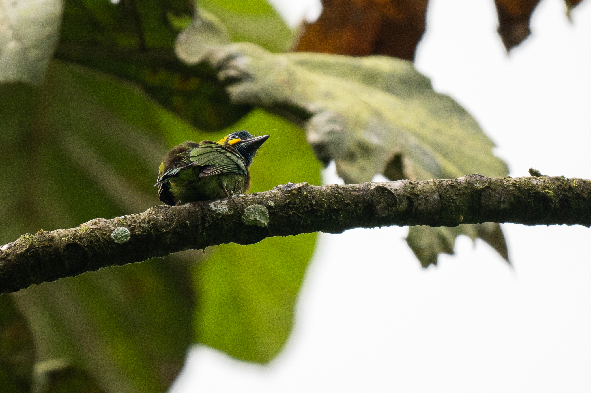 Yellow-eared Barbet (Psilopogon australis), photo 8
