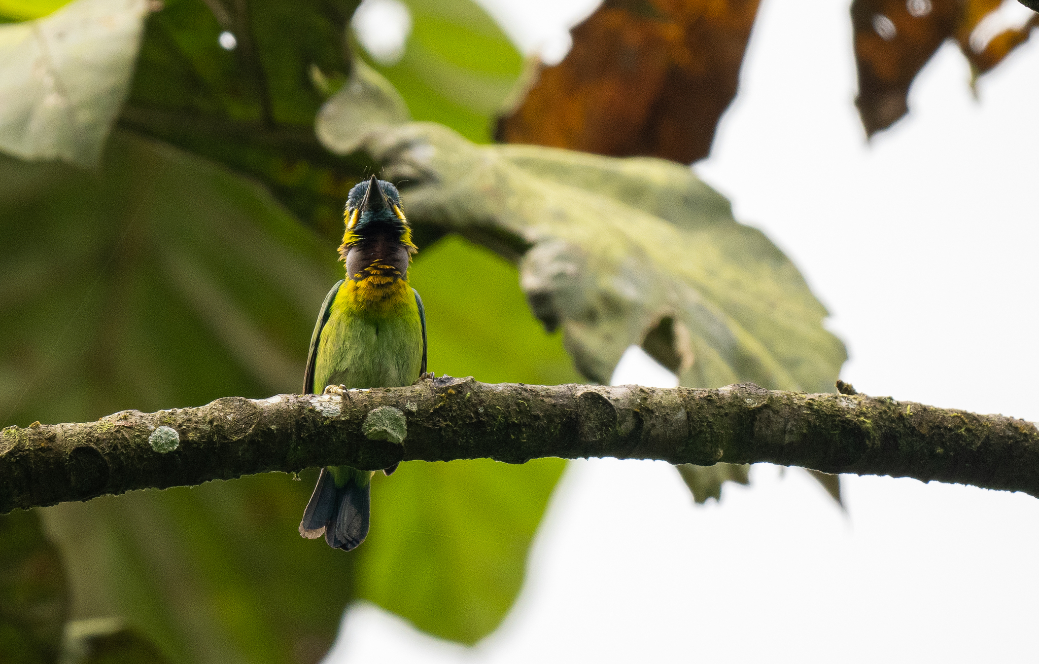 Yellow-eared Barbet (Psilopogon australis), photo 9