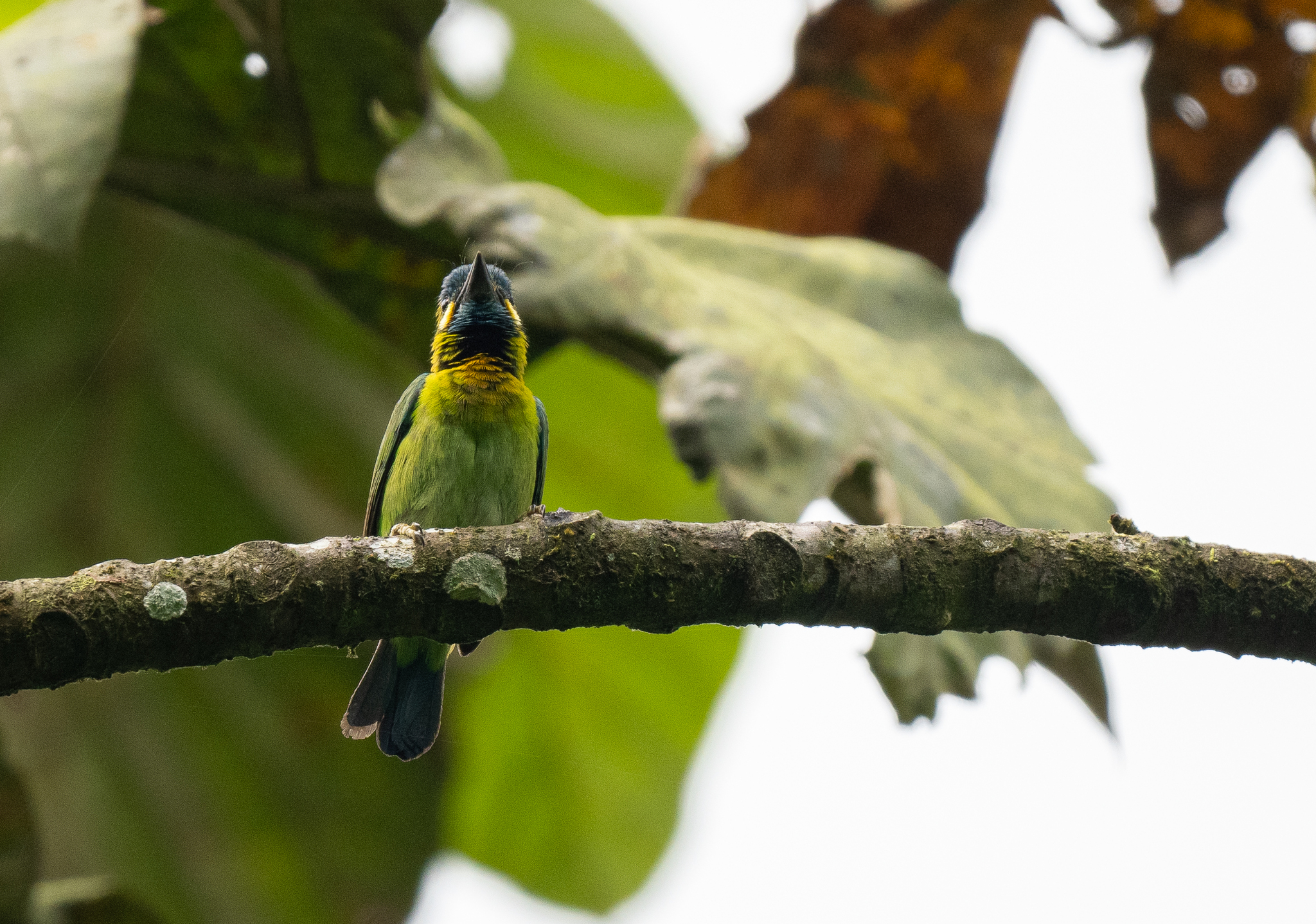 Yellow-eared Barbet (Psilopogon australis), photo 10