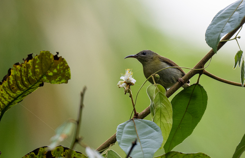 Javan Sunbird (Aethopyga mystacalis), photo 10