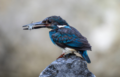 Blue-Banded Kingfisher photo 3