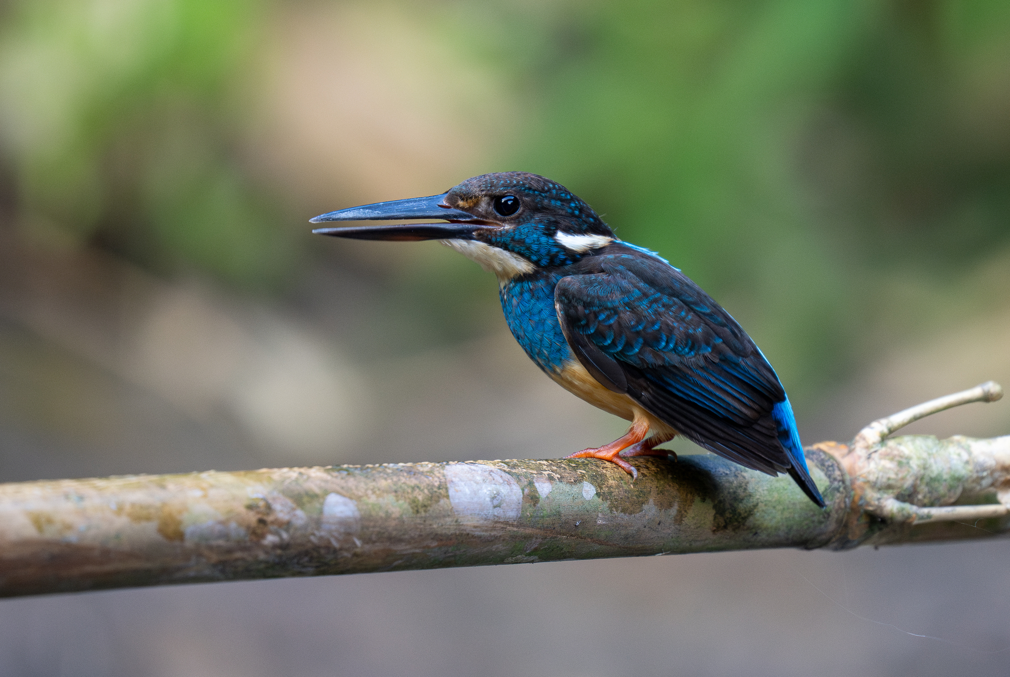 Javan Blue-banded Kingfisher (Alcedo euryzona), photo 4
