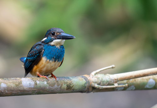 Javan Blue-banded Kingfisher (Alcedo euryzona), photo 5