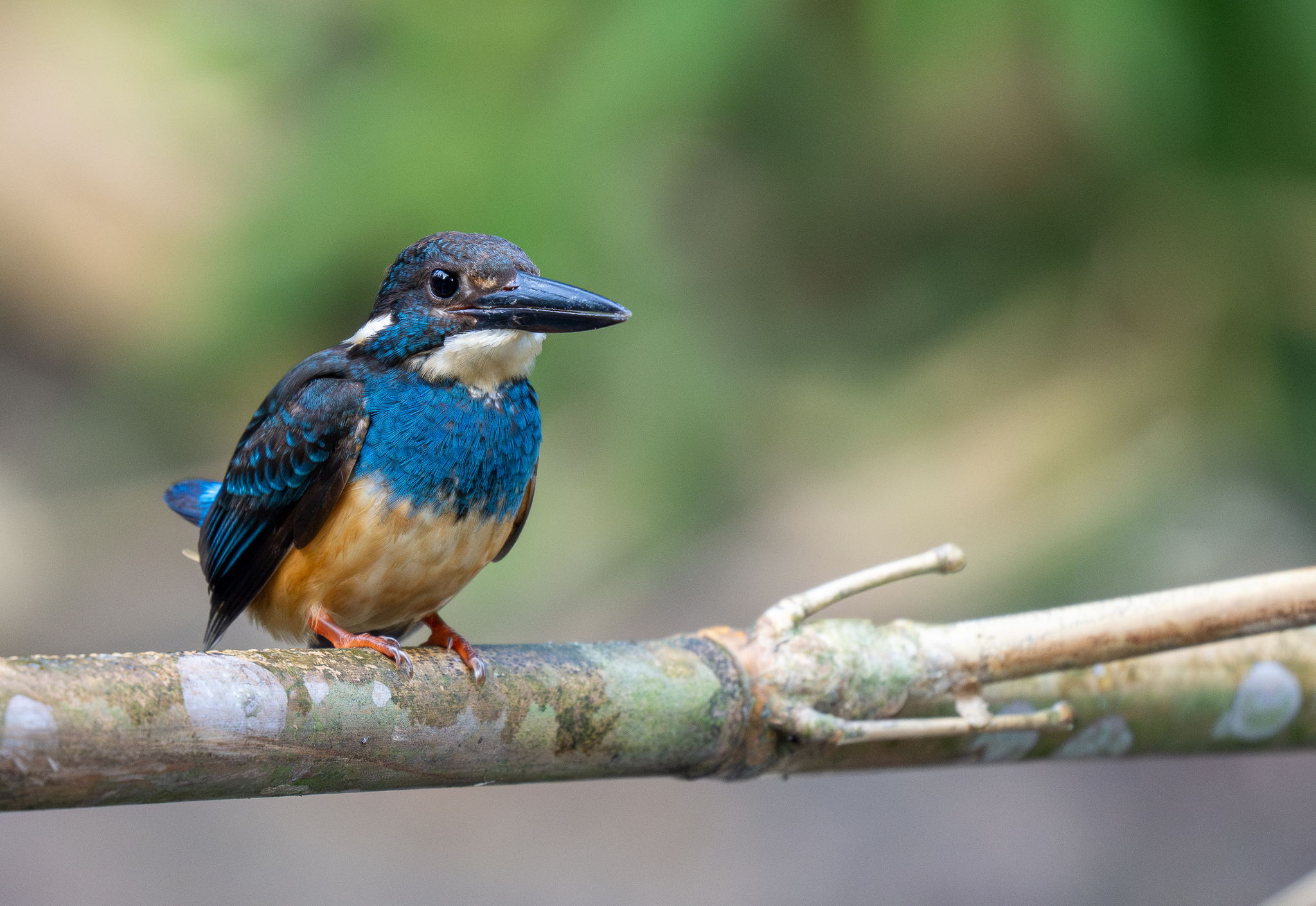 Javan Blue-banded Kingfisher (Alcedo euryzona), photo 5