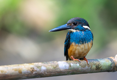 Blue-Banded Kingfisher photo 2