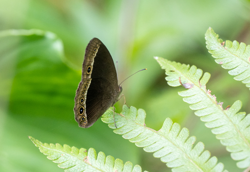 Mycalesis moorei