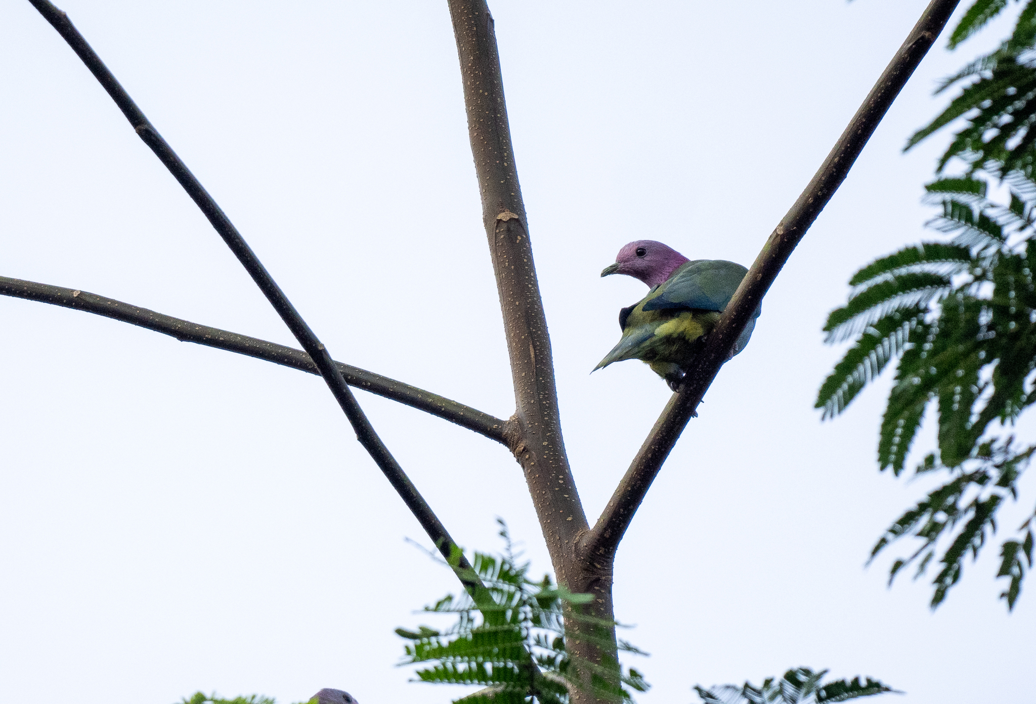 Pink-headed Fruit Dove (Ptilinopus porphyreus), photo 3