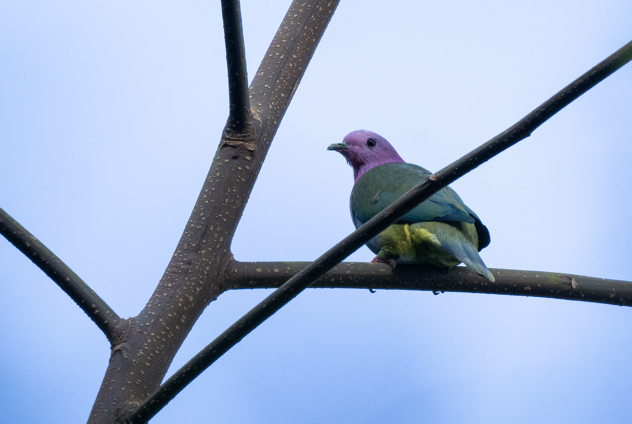 Pink-headed Fruit Dove (Ptilinopus porphyreus), photo 4