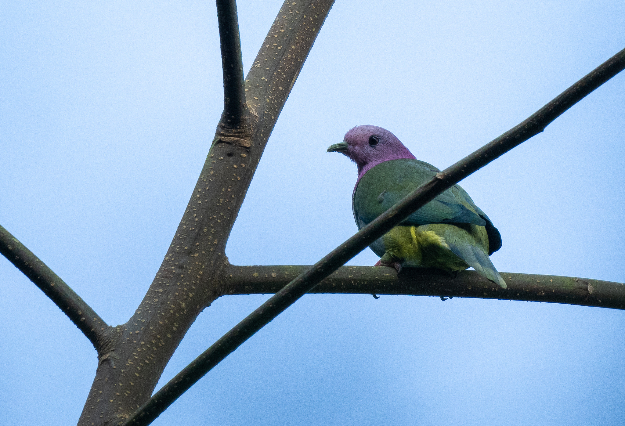 Pink-headed Fruit Dove (Ptilinopus porphyreus), photo 5