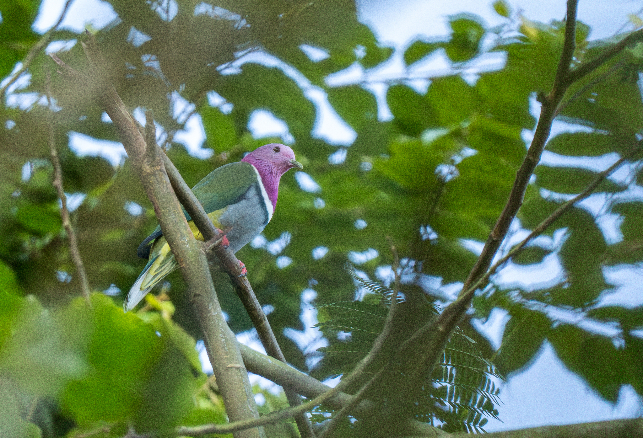 Pink-headed Fruit Dove (Ptilinopus porphyreus), photo 6