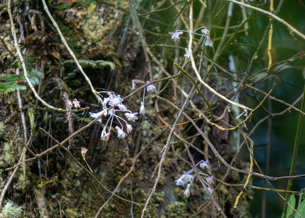 Dendrobium mutabile