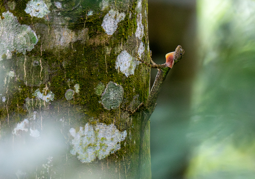 Red-bearded Flying Dragon, Draco haematopogon