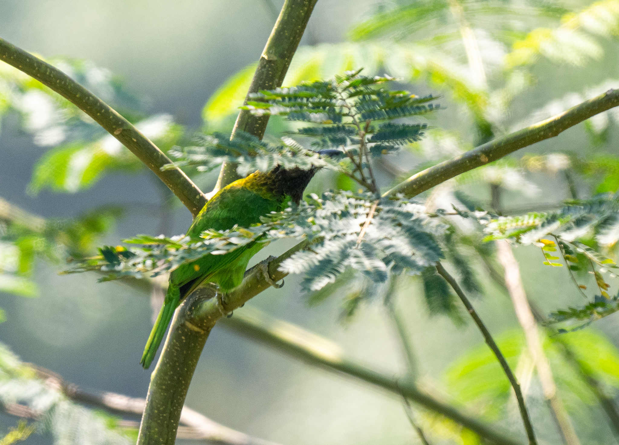 Brown-throated Barbet (Psilopogon corvinus), photo 3