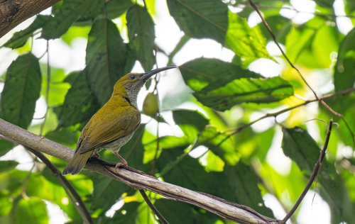 Streaky-breasted Spiderhunter (Arachnothera affinis), photo 9