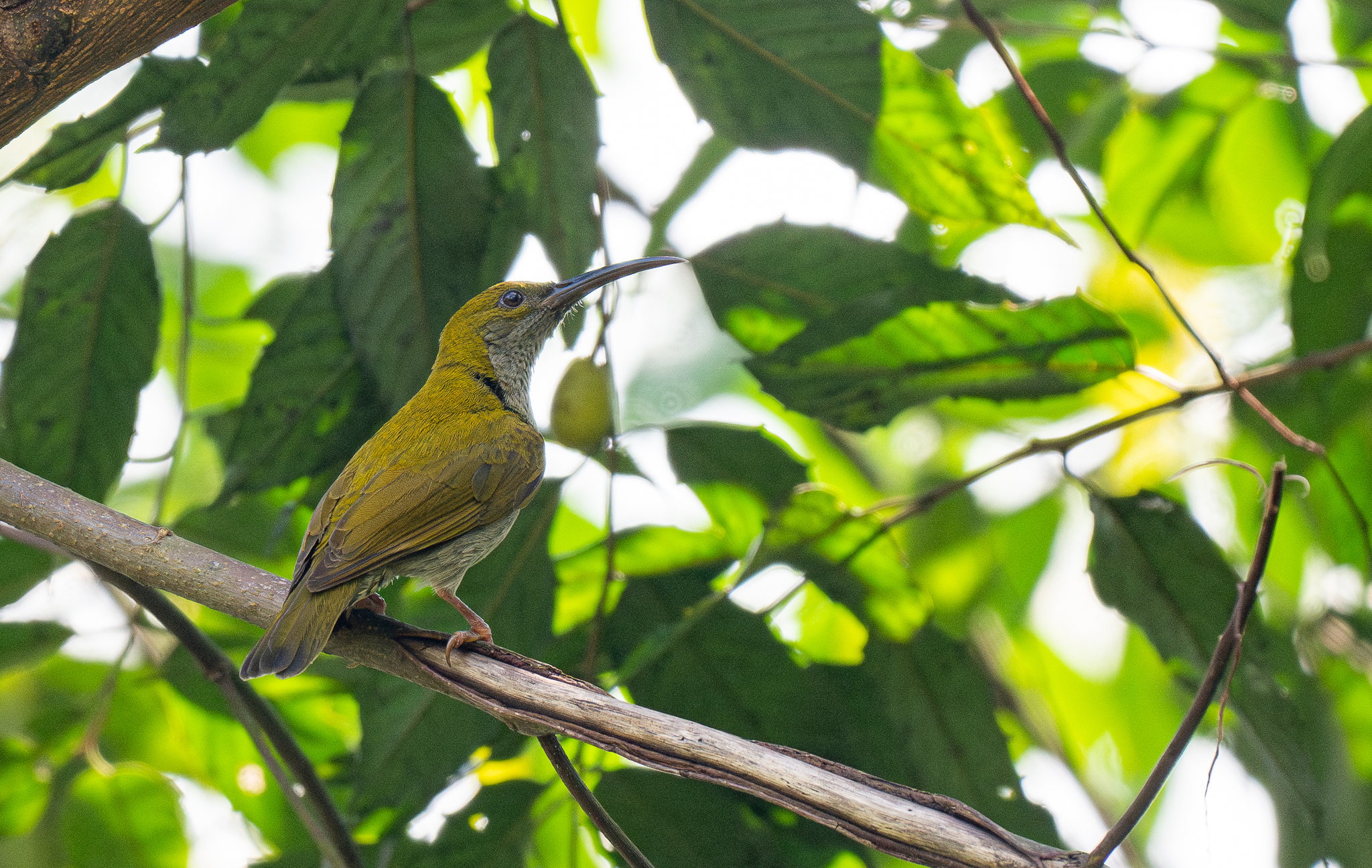 Streaky-breasted Spiderhunter (Arachnothera affinis), photo 9