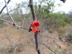 Erythrostemon melanadenius