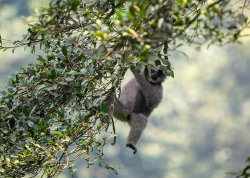 ワウワウテナガザル