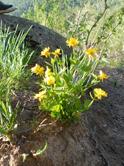Ranunculus altaicus
