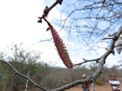 Erythrostemon melanadenius
