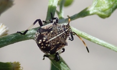 Oncocoris geniculatus
