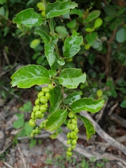 Deeringia densiflora image