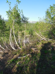 Betula pubescens pumila