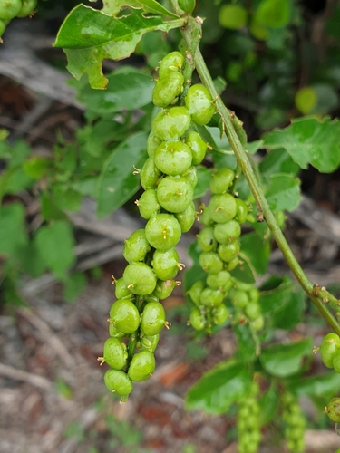 Deeringia densiflora image