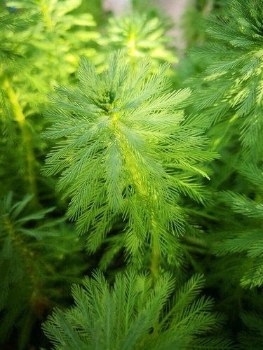 Parrot's feather
