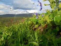 Aquilegia jucunda