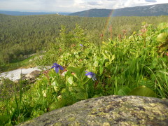 Aquilegia jucunda