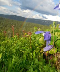 Aquilegia jucunda